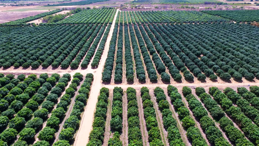 Vista aérea dos campos da Agrodan no Vale do São Francisco