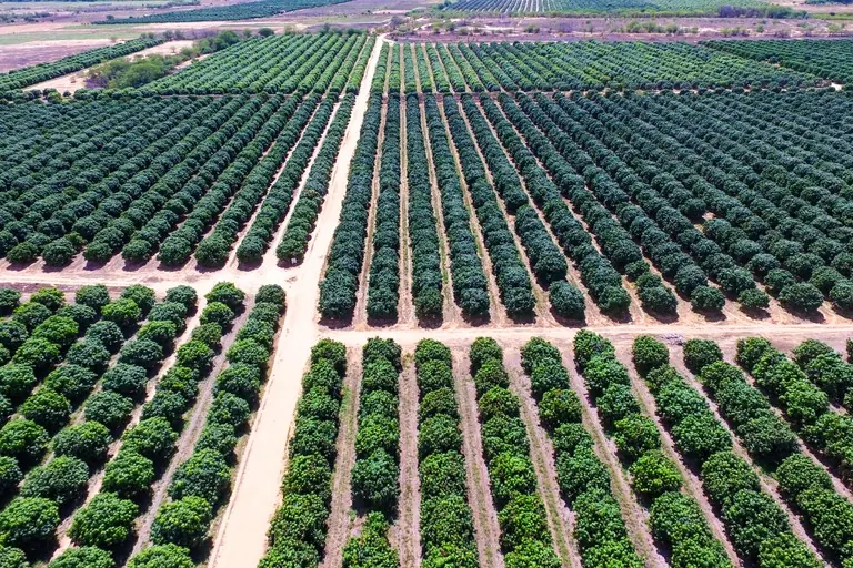 Vista aérea dos pomares de manga da Agrodan